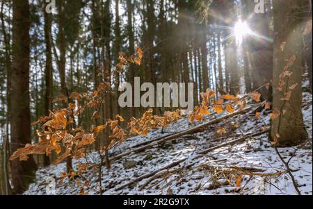 Junge Buche mit Herbstblättern im schneebedeckten Fichtenwald bei Fischbachau, Oberbayern Stockfoto