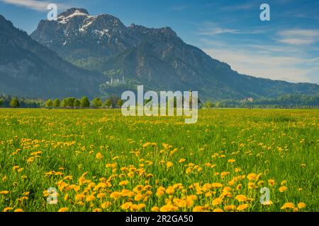 Blühende Löwenwiebelwiese, dahinter die Wallfahrtskirche St. Koluman, Schloss Neuschwanstein und Säuling, 2047m, Allgäu, Bayern, Deutschland, E Stockfoto