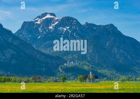 Blühende Löwenwiebelwiese, dahinter die Wallfahrtskirche St. Koluman, Schloss Neuschwanstein und Säuling, 2047m, Allgäu, Bayern, Deutschland, E Stockfoto