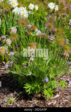 Pulsatilla slavica. Frühlingsblume im Wald. Eine wunderschöne, flauschige, lila Pflanze, die im Frühling blüht. Verschwindende Frühlingsblumen. Stockfoto