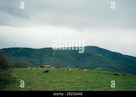 Kühe in den Perenei-Wiesen im Norden spaniens. Hochwertiges Foto Stockfoto