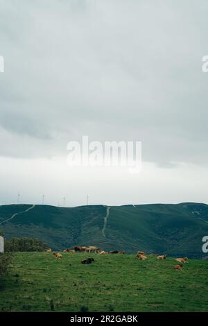 Kühe in den Perenei-Wiesen im Norden spaniens. Hochwertiges Foto Stockfoto