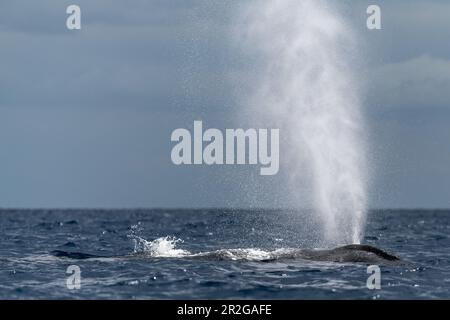 Buckelwale, die wehen. Lahaina, Maui, Hawaii Stockfoto