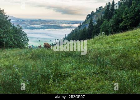 Blick auf das Schwangau-Tal vom Tegelberg. Im Vordergrund weidende Kühe auf der alpinen Wiese. Schwangau, Allgaeu, Swabia, Bayern, Deutschland, Eu Stockfoto