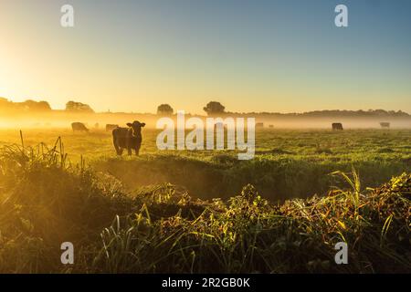 Kühe, die bei Sonnenaufgang im frühen Morgennebel auf einer Weide umhüllt sind. Uckermünde, Szczecin Lagoon, Mecklenburg-Vorpommern, Deutschland, Europa Stockfoto