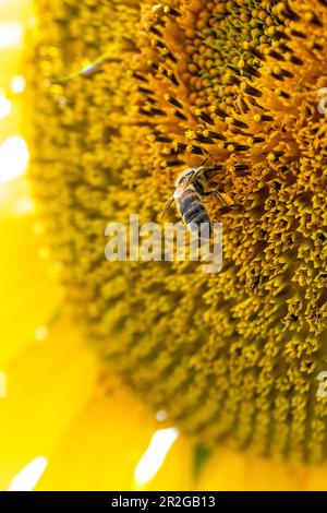 Biene auf einer Sonnenblume im Botanischen Garten München, München, Bayern, Deutschland, Europa Stockfoto