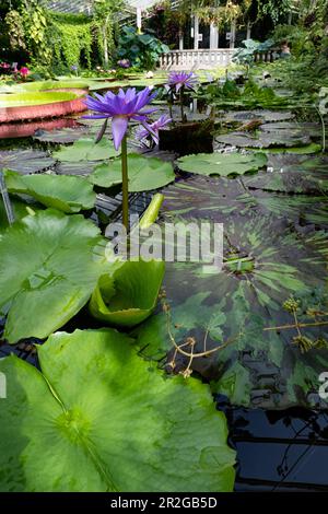 Wasserlilien Nymphaea im Botanischen Garten, München, Oberbayern, Bayern, Deutschland, Europa Stockfoto