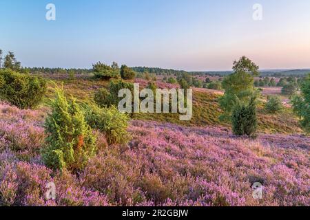 Blick vom Wilseder Berg in Lüneburg Heath, Bispingen, Niedersachsen, Deutschland Stockfoto