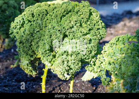 Reifer Grünkohl, Brassica oleracea var. Sabellica, im Gemüsebeet Stockfoto