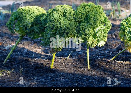 Reifer Grünkohl, Brassica oleracea var. Sabellica, im Gemüsebeet Stockfoto