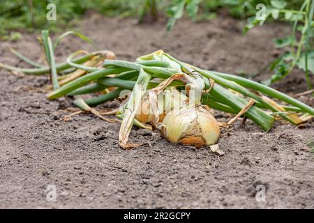 Reife gelbe Zwiebeln, die im Garten wachsen und geerntet werden können. Gartenarbeit, Bio-Produkte und Hausgarten-Konzept. Stockfoto