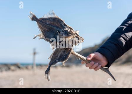 Getrocknete Flunder am Strand, gespießte Plattfische, Kloster, Hiddensee-Insel, Mecklenburg-Vorpommern, Deutschland Stockfoto