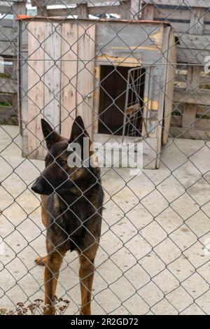 deutscher Schäferhund hinter einem Drahtzaun Stockfoto