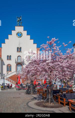 Rathausplatz mit blühenden Mandelbäumen, Landau in der Pfalz, Deutsche Weinstraße, südliche Weinstraße, Rheinland-Pfalz, Deutschland Stockfoto