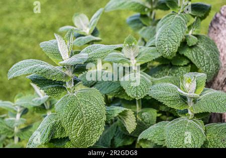 Nahaufnahme einer Mentha-Pflanze der Art „Thai Bai Saranae“ Stockfoto