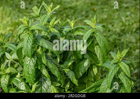 Nahaufnahme einer Mentha-Pflanze der Art „Hollandia“ Stockfoto