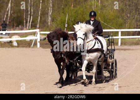 UMEA, SCHWEDEN, AM 30. MAI 2015. Nicht identifizierte Teilnehmer des Pferdekutschwettbewerbs, Pferdefahrkünste. Editorial use. Stockfoto