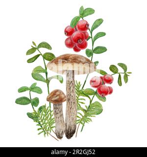 Wilde Pilze, rote wilde Beeren und Moos Wasserfarben handgemalte botanische, realistische Illustration. Waldbohnen und Cranberry isoliert auf weißem Rückgrat Stockfoto
