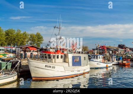 Fischschneider im Hafen, Burgstaaken, Fehmarn Island, Schleswig-Holstein, Deutschland Stockfoto