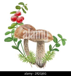 Wilde Pilze, rote wilde Beeren und Moos Wasserfarben handgemalte botanische, realistische Illustration. Waldbohnen und Cranberry isoliert auf weißem Rückgrat Stockfoto