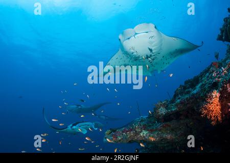 Riff Manta, Manta alfredi, Nord-Ari-Atoll, Indischer Ozean, Malediven Stockfoto