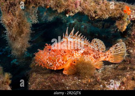 Großer roter Skorpionfisch bei Teti Wreck, Scorpaena scrofa, Vis Insel, Mittelmeer, Kroatien Stockfoto