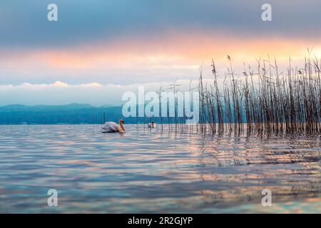 Morgen am Starnberger See, Seeshaupt, Deutschland Stockfoto