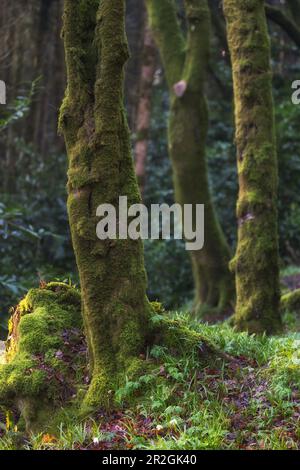 Unterer Teil eines Baumstamms mit Moos. 2 andere Stämme im Hintergrund unscharf. Kilbrittain Woods, Glanduff, County Cork, Irland. Stockfoto