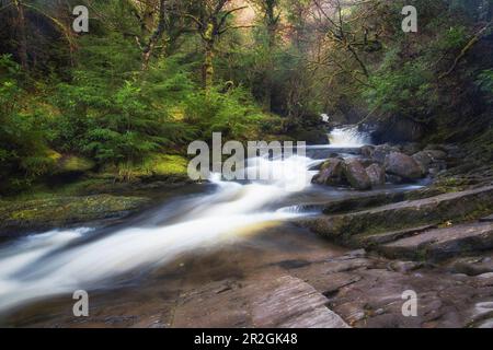 Stromschnellen am Owengarriff im Wald. Steinbank. Torc, Muckross, County Kerry, Irland. Stockfoto