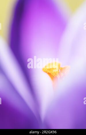 Purple Crocus Macroshot mit gelbem Kelch Stockfoto