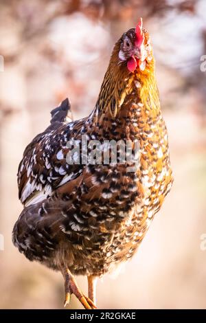 Schwedisches Blumenhuhn, Hühnchen, Geflügel Stockfoto