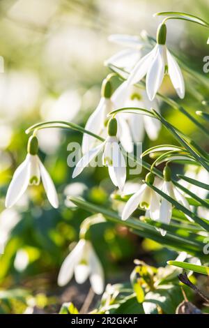Schneeflocken im Sonnenlicht, früh blau Stockfoto