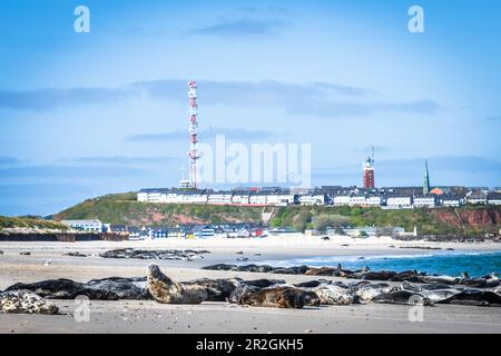 Robben auf den Dünen von Helgoland mit der Insel im Hintergrund, Helgoland, Insel, Nordsee, Schleswig-Holstein, Deutschland Stockfoto