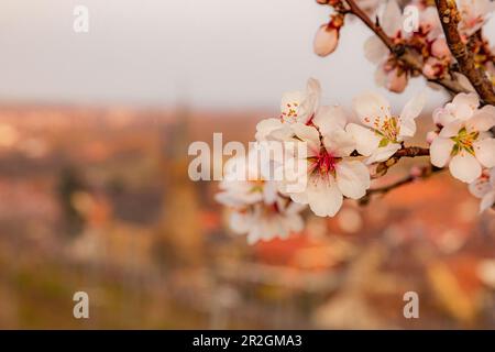 Mandelblüte aus nächster Nähe, Palatinate Mande Trail, Birkweiler, Südwestpfalz, Rheinland-Pfalz, Deutschland, Europa Stockfoto