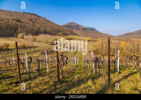 Blick auf den Pfalzwald, im Vordergrund sehen Sie Weinreben, Birkweiler, Südwestpfalz, Rheinland-Pfalz, Deutschland, Europa Stockfoto