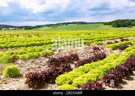 Salatanbau mit Lollo Rosso, Lollo Bionda und Eichensalat im Vilstal bei Mettenhausen im Bezirk Dingolfing-Landau in Lower Ba Stockfoto