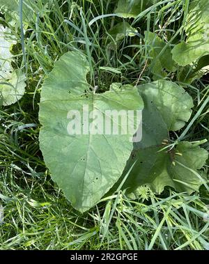 GROSSE KLETTE Arctium lappa Foto: Tony Gale Stockfoto