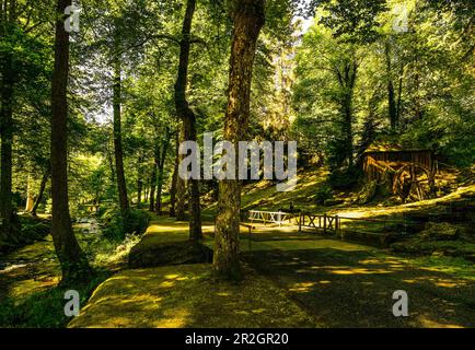 Promenade am Enz und historische Wassermühle im Kurgarten von Bad Wildbad im Morgenlicht, Schwarzwald, Baden-Württemberg, Deutschland Stockfoto