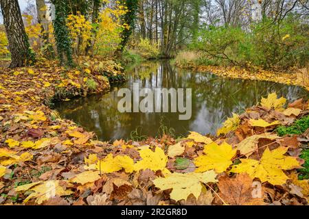 Herbstblätter am Ufer der Örtze, Örtze, Müden, Heidschnuckenweg, Niedersachsen, Deutschland Stockfoto