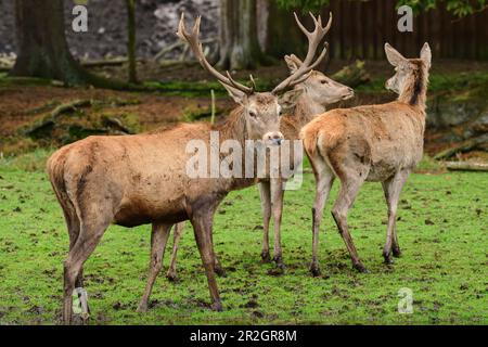 Hirsch und zwei Hintern, Hirsch, Rotwild, Rotwild, Cervus elaphus, Tierpark Müden, Heidschnuckenweg, Niedersachsen, Deutschland Stockfoto