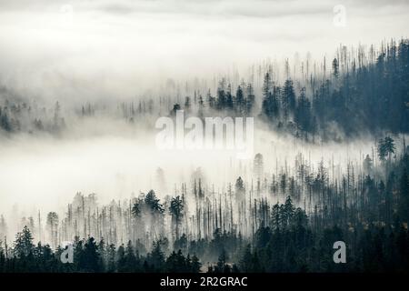 Wolkenstimmung im Harz-Nationalpark, Blick von Brocken, Brocken, Harz, Harz-Nationalpark, Sachsen-Anhalt, Deutschland Stockfoto