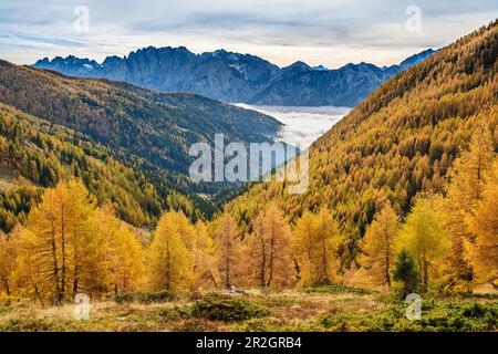 Herbstfarbene Lärchen auf dem Pustertaler Almweg mit den Lienzer Dolomiten im Hintergrund, Villgraten, Defreggeralpen, hohe Tauern, hohe T. Stockfoto