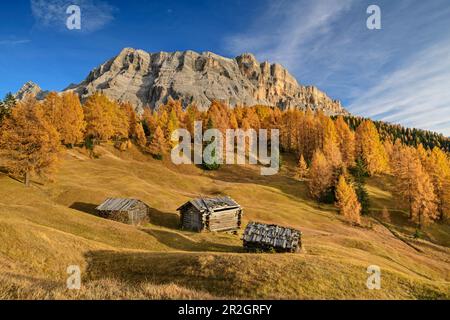 Alpenwiesen und Alpenweiden mit Lärchenbäumen im Herbst vor Heiligkreuzkofel, Heiligkreuzkofel, Badia-Tal, Dolomiten, Dolomit Stockfoto