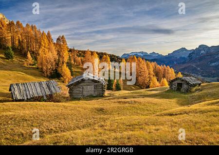 Alpenwiesen und Alpenweiden mit Lärchen im Herbst vor Marmolada, Val Badia, Dolomiten, Dolomiten, UNESCO-Weltkulturerbe, S. Stockfoto