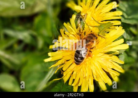 Biene auf einer leuchtenden Löwenzahnblume, Bayern, Deutschland Stockfoto