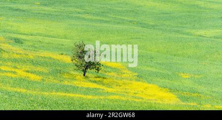 Maulbeerbaum (Morus) auf einem Feld mit blühendem Gelbbesen (Genista tinctoria), Toskana, Italien, Europa Stockfoto