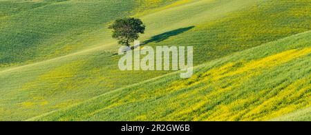 Maulbeerbaum (Morus) auf einem Feld mit blühendem Gelbbesen (Genista tinctoria), Toskana, Italien, Europa Stockfoto