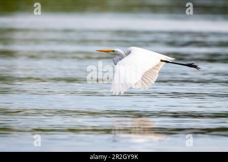 Ein großer Reiher (Ardea alba) fliegt im Amazonas bei Manaus, Amazonas, Brasilien und Südamerika Stockfoto