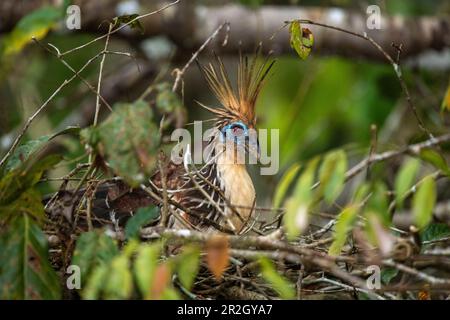 Ein Hoatzin (Opisthocomus hoazin), auch bekannt als Reptilienvogel, Stinkvogel oder Kanje-Fasan, sitzt bewegungslos in seinem Nest, nahe Manaus, Amazonas, Brasilien, Stockfoto