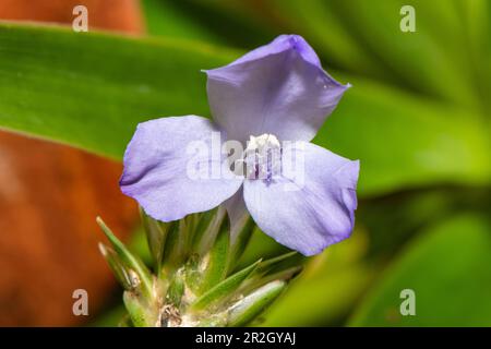Im überfluteten Wald in der Nähe von Manaus, Amazonas, Brasilien und Südamerika wächst eine zarte, lila-blaue Spinnwürfelblume (Commelina coelestis) Stockfoto